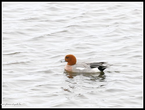 Canard siffleur